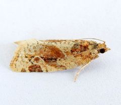 Argyrotaenia montezumae
