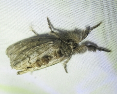 Dasychira atrivenosa