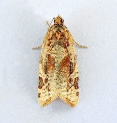 Argyrotaenia montezumae