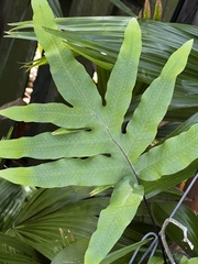 Microsorum scolopendria