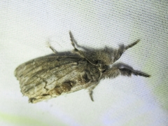Dasychira atrivenosa