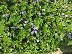 Ceanothus griseus