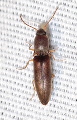 Agriotes oblongicollis
