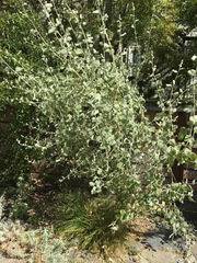 Malacothamnus jonesii