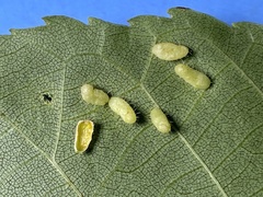 Contarinia cucumata