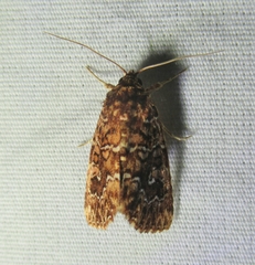 Callopistria granitosa