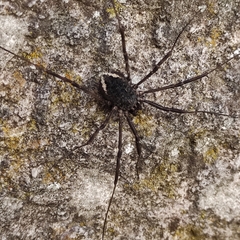 Zachaeus
