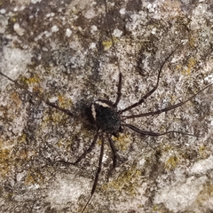 Zachaeus