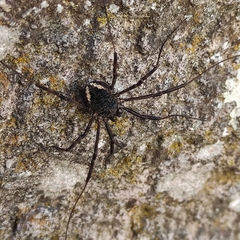 Zachaeus