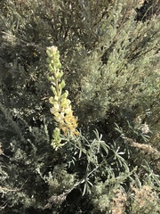Lupinus luteolus