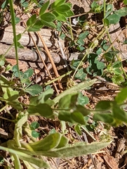Trifolium breweri