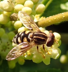 Parhelophilus flavifacies