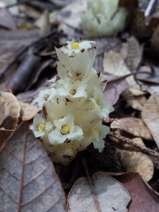 Pityopus californicus