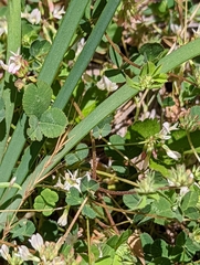 Trifolium breweri