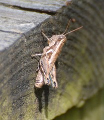 Paraidemona
