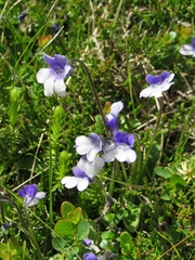 Pinguicula leptoceras