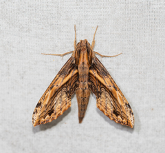 Xylophanes crenulata