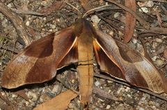 Coequosa triangularis