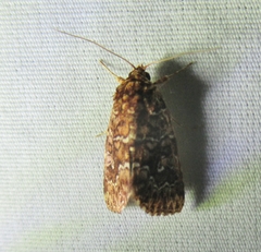 Callopistria granitosa