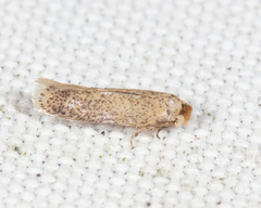 Zimmermannia obrutella