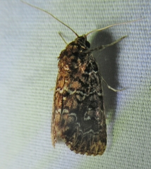 Callopistria granitosa