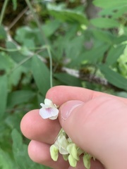 Lathyrus holochlorus