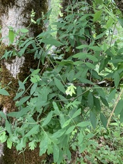 Lathyrus holochlorus