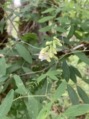 Lathyrus holochlorus