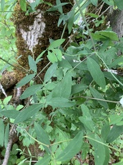 Lathyrus holochlorus