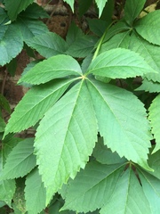 Parthenocissus quinquefolia