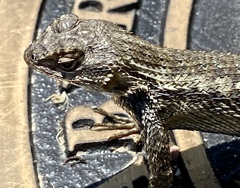 Sceloporus occidentalis