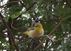 Zosterops simplex