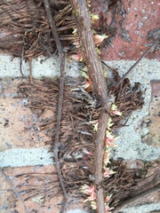 Parthenocissus quinquefolia