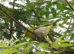 Zosterops simplex
