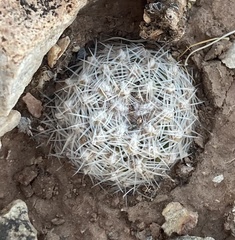 Pediocactus bradyi
