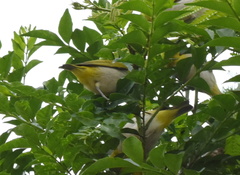 Zosterops simplex