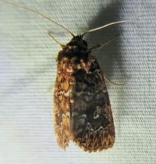 Callopistria granitosa