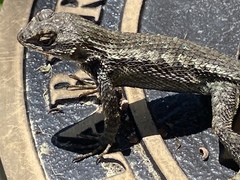 Sceloporus occidentalis