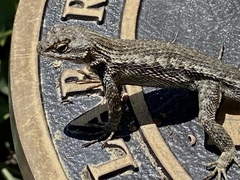 Sceloporus occidentalis