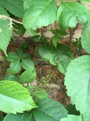 Parthenocissus quinquefolia