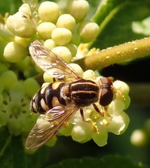 Parhelophilus flavifacies