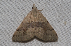 Dichromodes molybdaria