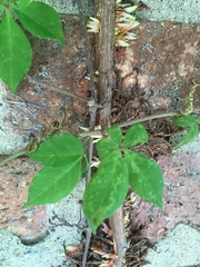Parthenocissus quinquefolia