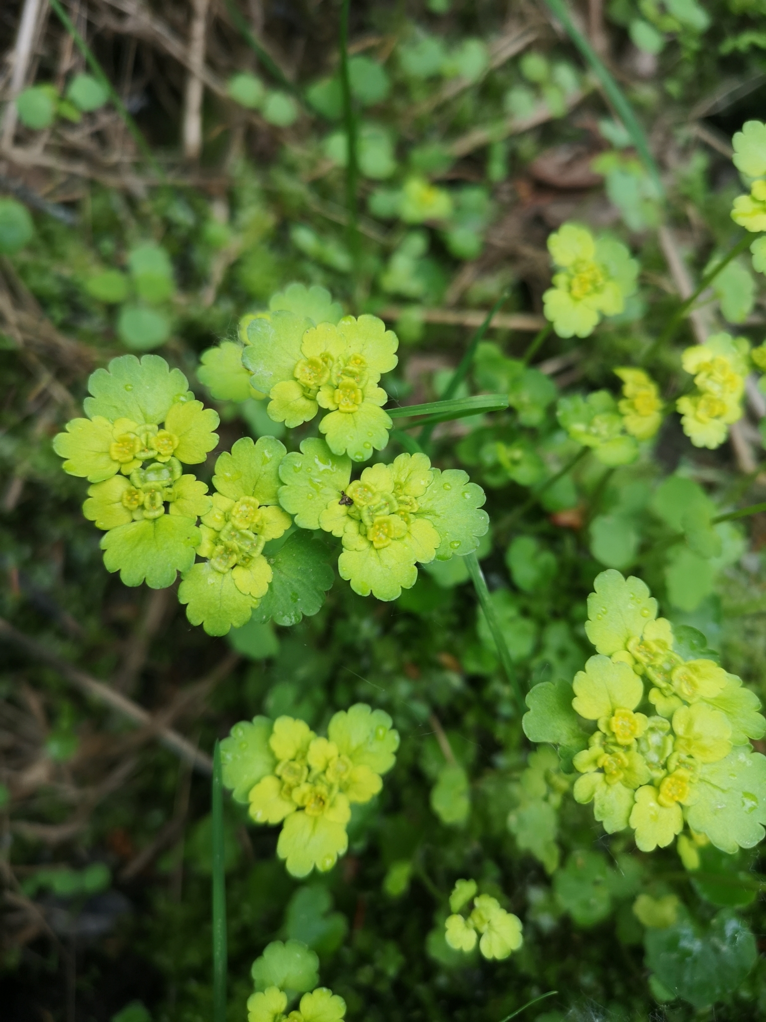 Chrysosplenium iowense
