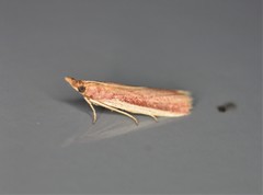 Peoria roseotinctella