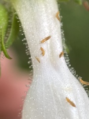 Frankliniella
