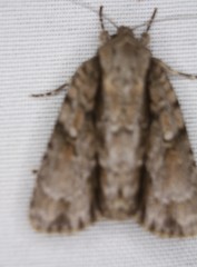 Acronicta connecta