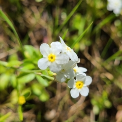 Plagiobothrys figuratus