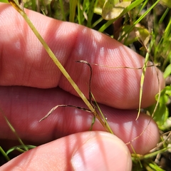 Plagiobothrys figuratus