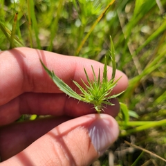 Eryngium petiolatum